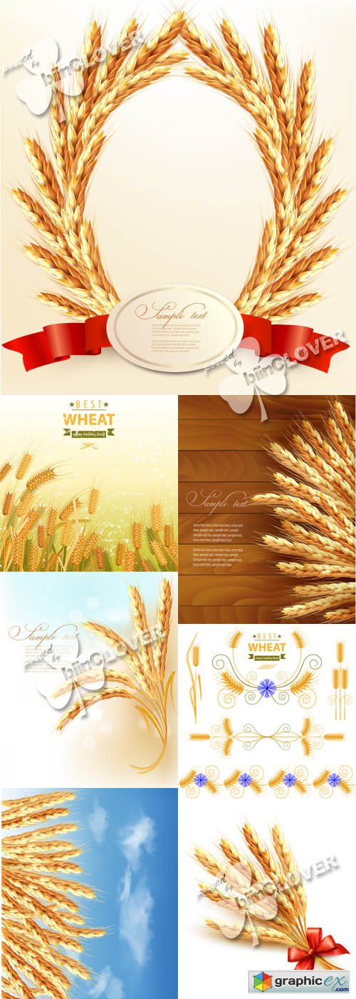 Vector Wheat illustration 0489