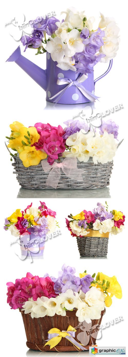 Beautiful bouquet of freesias 0399