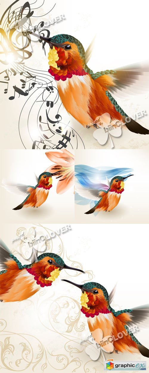Vector Hummingbird illustration 0557