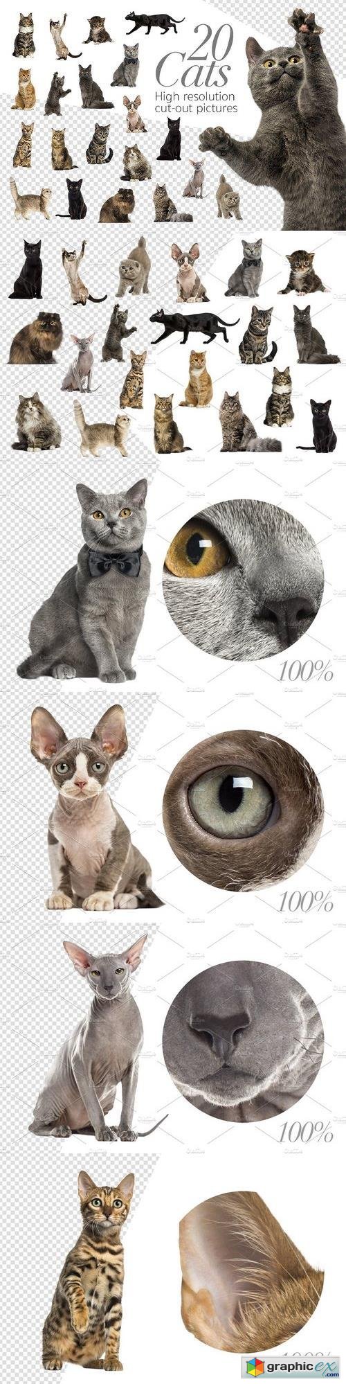 20 Cats - Cut-out High Res Pictures