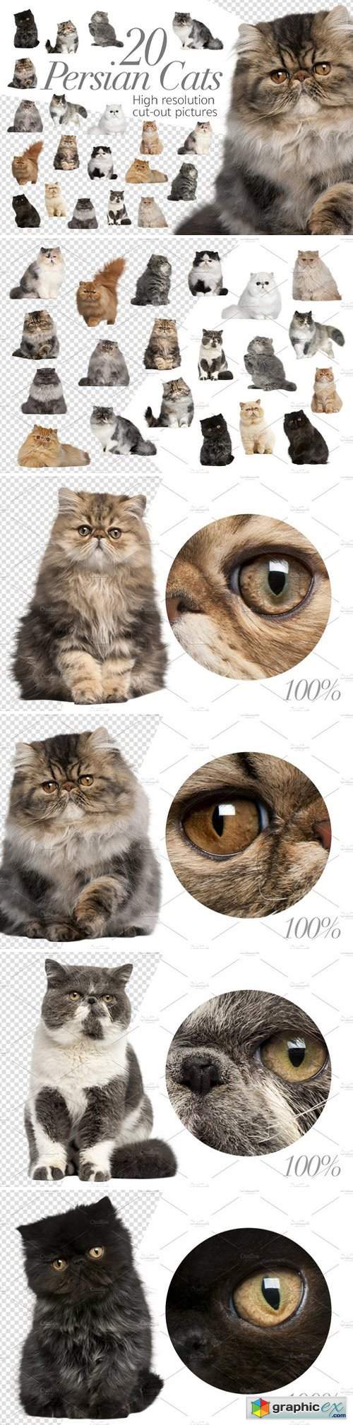 20 Persian Cats - Cut-out Pictures