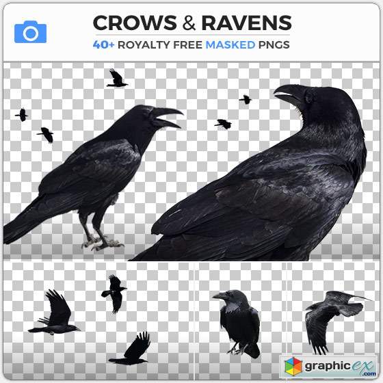  PhotoBash - CROWS & RAVENS