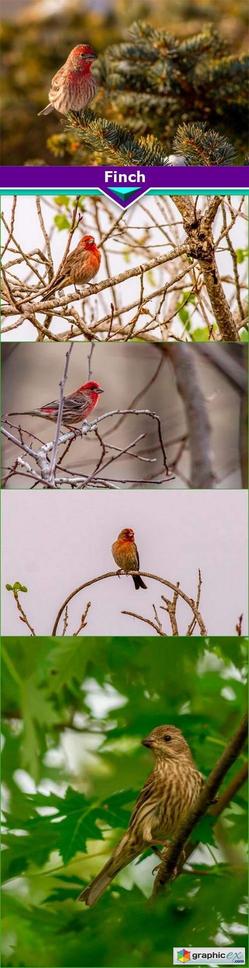 Finch BIRDS 5x JPEG