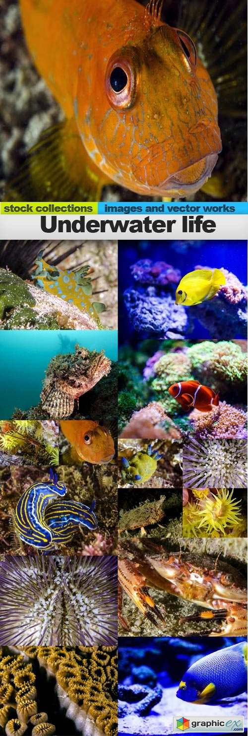  Underwater life, 15 x UHQ JPEG 