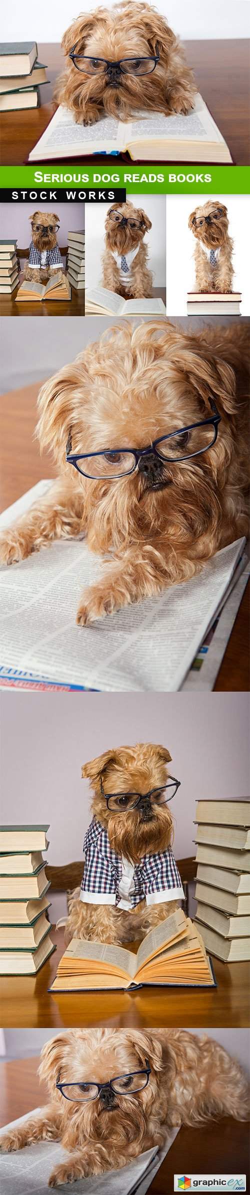  Serious dog reads books - 7 UHQ JPEG 