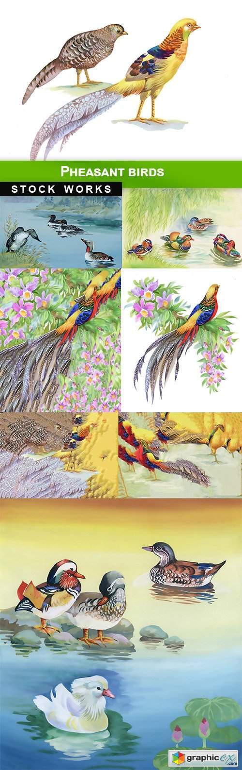 Pheasant birds - 8 UHQ JPEG