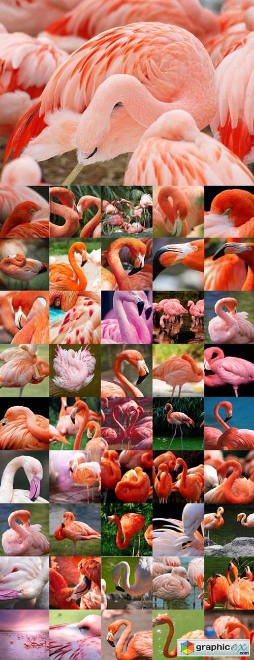  Amazing flamingos Raster Graphics 