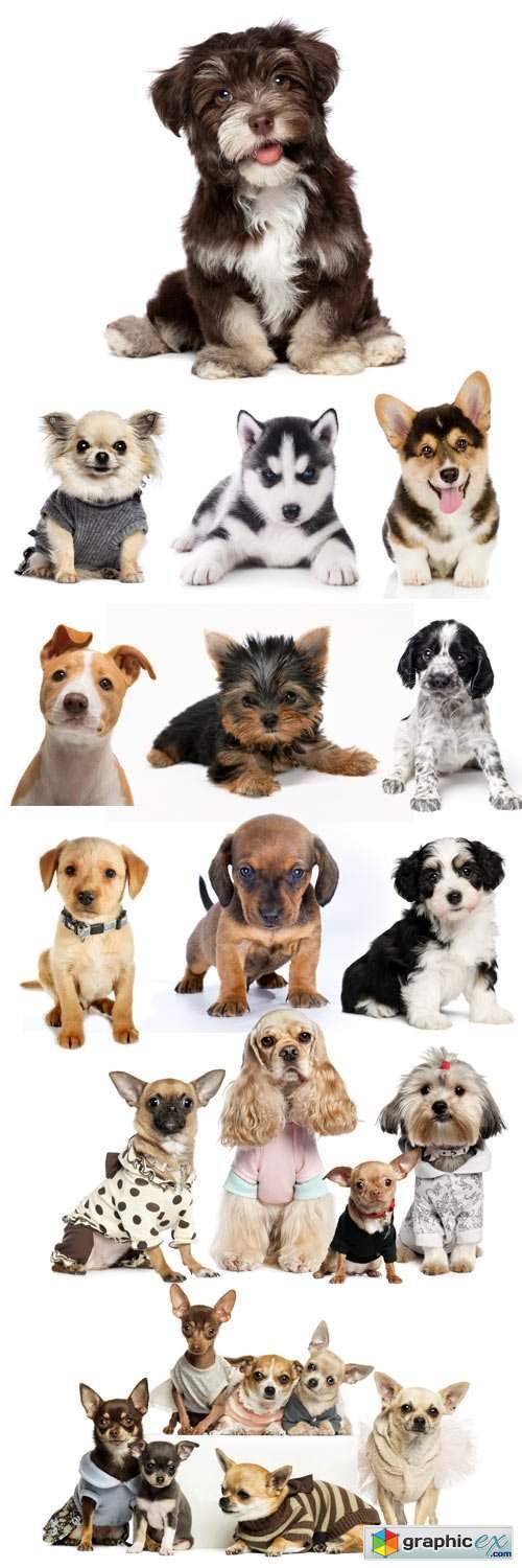 Funny puppies on a white background