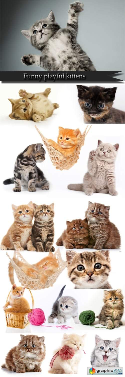  Funny playful kittens 